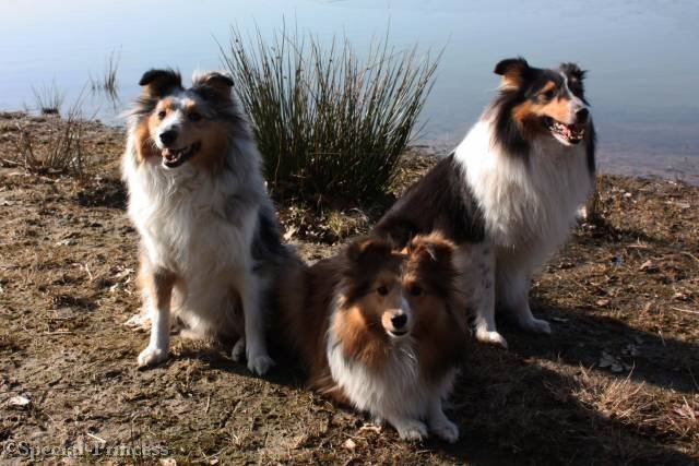 Cheeta samen met haar huisgenoten vriendin Laura & halfzus Tibby